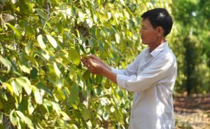Hợp tác xã trồng tiêu hữu cơ giá 15 triệu đồng/kg Hợp tác xã trồng tiêu hữu cơ giá 15 triệu đồng/kg