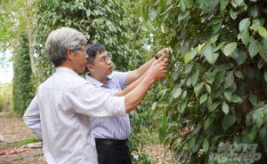 Trồng tiêu hữu cơ, nông - lâm kết hợp Trồng tiêu hữu cơ, nông - lâm kết hợp