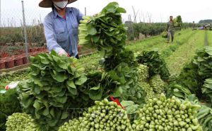 Xuất khẩu nông sản cần kiểm soát chặt mã số vùng trồng Xuất khẩu nông sản cần kiểm soát chặt mã số vùng trồng