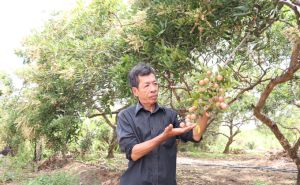 Nhãn xuồng hữu cơ vừa ngon, vừa đẹp, giá cao Nhãn xuồng hữu cơ vừa ngon, vừa đẹp, giá cao