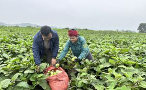 Xã có 500 hộ trồng cà dừa, thu nhập gấp 3 - 4 lần trồng lúa Xã có 500 hộ trồng cà dừa, thu nhập gấp 3 - 4 lần trồng lúa