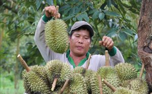 Thí điểm sản xuất sầu riêng ứng dụng công nghệ thông minh Thí điểm sản xuất sầu riêng ứng dụng công nghệ thông minh