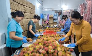 Chôm chôm nghịch vụ cho lợi nhuận tăng gấp 3 lần Chôm chôm nghịch vụ cho lợi nhuận tăng gấp 3 lần