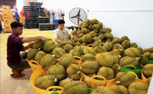 Giữ thị trường cho nông sản Việt Giữ thị trường cho nông sản Việt