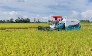 Giá lúa, gạo ở Đồng bằng sông Cửu Long tăng trở lại Giá lúa, gạo ở Đồng bằng sông Cửu Long tăng trở lại