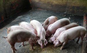 Giá lợn thịt tăng mạnh, người chăn nuôi phấn khởi Giá lợn thịt tăng mạnh, người chăn nuôi phấn khởi