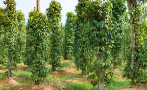 Giá hồ tiêu lên quanh mức 160.000 đồng/kg, cao nhất trong gần 10 năm Giá hồ tiêu lên quanh mức 160.000 đồng/kg, cao nhất trong gần 10 năm