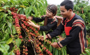 Lâm Đồng: Phát triển cà phê đặc sản tham gia chuỗi giá trị toàn cầu