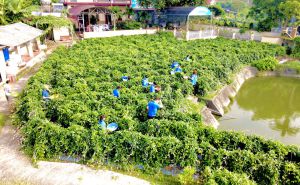 Phát triển bền vững và quảng bá sâm nam núi Dành bằng chuỗi liên kết Phát triển bền vững và quảng bá sâm nam núi Dành bằng chuỗi liên kết