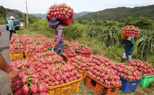 Đề nghị Ấn Độ mở cửa thị trường với nông sản, trái cây tươi của Việt Nam