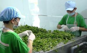 Tạo cơ hội phát triển kinh tế tập thể, hợp tác xã Tạo cơ hội phát triển kinh tế tập thể, hợp tác xã
