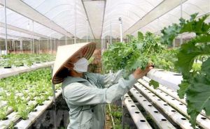 Hỗ trợ hợp tác xã do phụ nữ tham gia quản lý và tạo việc làm cho lao động nữ Hỗ trợ hợp tác xã do phụ nữ tham gia quản lý và tạo việc làm cho lao động nữ