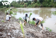 Trồng 5.100 cây tràm và dừa làm kè sinh thái chống sạt lở bờ sông