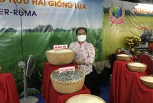 Gạo hai màu ở Vĩnh Long lọt top 3 'Gạo ngon thương hiệu Việt'