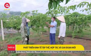 Phát triển Kinh tế tập thể, hợp tác xã giai đoạn mới Phát triển Kinh tế tập thể, hợp tác xã giai đoạn mới