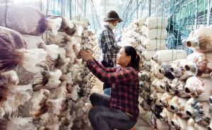 Chỉ dưới 2% lao động thường xuyên trong hợp tác xã tham gia BHXH Chỉ dưới 2% lao động thường xuyên trong hợp tác xã tham gia BHXH