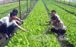 Nông nghiệp hữu cơ Hà Nội cần trợ lực phát triển