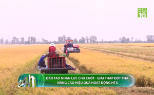 Hợp tác xã xây dựng thương hiệu cho chuối Việt