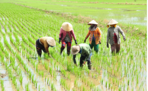 3 giải pháp phát triển kinh tế tập thể 3 giải pháp phát triển kinh tế tập thể