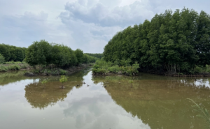 Đi giữa vùng tôm rừng sinh thái xác lập kỷ lục Việt Nam