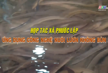 Hợp tác xã Phước Lập ứng dụng công nghệ nuôi lươn không bùn