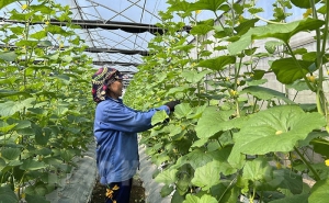 Hợp tác xã nông sản sạch ở Kinh Môn liên kết sản xuất hiệu quả