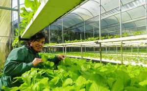 Luật Hợp tác xã năm 2023 có hiệu lực: Tạo điều kiện thuận lợi hơn cho các Hợp tác xã hoạt động Luật Hợp tác xã năm 2023 có hiệu lực: Tạo điều kiện thuận lợi hơn cho các Hợp tác xã hoạt động