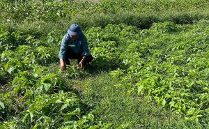 Hợp tác xã làm mới mô hình sản xuất, kinh doanh dịch vụ Hợp tác xã làm mới mô hình sản xuất, kinh doanh dịch vụ