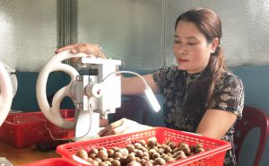 Hợp tác xã mắc ca vùng sâu làm OCOP Hợp tác xã mắc ca vùng sâu làm OCOP