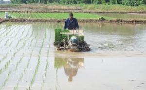 HTX nông nghiệp ở Thái Bình - đổi mới để phát triển