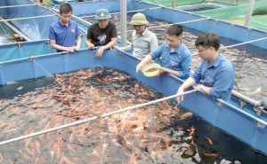 Phú Thọ: Phát triển hợp tác xã gắn với xây dựng nông thôn mới Phú Thọ: Phát triển hợp tác xã gắn với xây dựng nông thôn mới