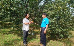 Phú Thọ: Mở rộng diện tích hồng không hạt Gia Thanh Phú Thọ: Mở rộng diện tích hồng không hạt Gia Thanh