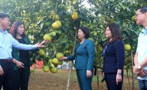 Bà Cao Xuân Thu Vân: Hội Nông dân Việt Nam và Liên minh HTX sẽ hợp lực thúc đẩy phát triển kinh tế tập thể Bà Cao Xuân Thu Vân: Hội Nông dân Việt Nam và Liên minh HTX sẽ hợp lực thúc đẩy phát triển kinh tế tập thể