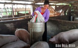 Hòa Bình: Nâng cao năng lực làm chủ kinh tế cho phụ nữ Hòa Bình: Nâng cao năng lực làm chủ kinh tế cho phụ nữ