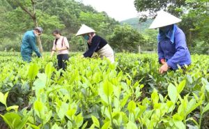 Sơn La: Đổi thay Hồng Ngài Sơn La: Đổi thay Hồng Ngài