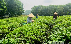 Saigon Co.op: Khát vọng tri ân, niềm tin gắn kết Saigon Co.op: Khát vọng tri ân, niềm tin gắn kết