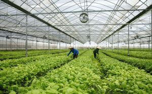 Tăng cường kết nối kinh tế hợp tác xã với các thành phần kinh tế khác Tăng cường kết nối kinh tế hợp tác xã với các thành phần kinh tế khác