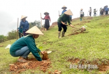 Hòa Bình: Thúc đẩy tạo sinh kế cho nông dân dưới tán rừng