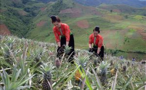 Sơn La: Cùng nông dân nâng cao giá trị các sản phẩm nông sản Sơn La: Cùng nông dân nâng cao giá trị các sản phẩm nông sản