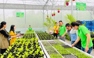 Thừa Thiên Huế: Mô hình rau sạch đầu tiên do cá nhân đầu tư tại Hương Thủy