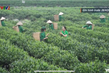 HTX CHÈ HẢO ĐẠT  HTX CHÈ HẢO ĐẠT