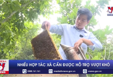Nhiều hợp tác xã cần được hỗ trợ vượt khó Nhiều hợp tác xã cần được hỗ trợ vượt khó