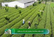 Nâng cao thương hiệu chè từ hợp tác xã Nâng cao thương hiệu chè từ hợp tác xã