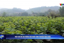 Yên Bái: Hiệu quả Đề án trồng dâu nuôi tằm ở huyện Văn Chấn