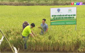 Trà Vinh: Hợp tác xã nông nghiệp Long Hiệp huyện Trà Cú Trà Vinh: Hợp tác xã nông nghiệp Long Hiệp huyện Trà Cú