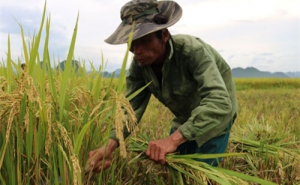Thay đổi tập quán, sản xuất lúa hữu cơ để nuôi giấc mơ làm giàu