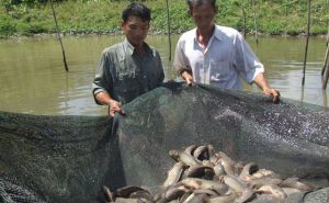 Ninh Bình: Áp dụng đúng kỹ thuật tăng năng suất nuôi cá trên ruộng trũng Ninh Bình: Áp dụng đúng kỹ thuật tăng năng suất nuôi cá trên ruộng trũng