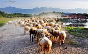 Ninh Thuận: Năng suất chất lượng thịt cừu sẽ đi lên từ thương hiệu Ninh Thuận: Năng suất chất lượng thịt cừu sẽ đi lên từ thương hiệu