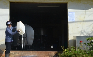 Nông dân Lâm Đồng đổ bỏ sữa bò
