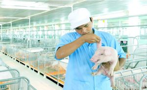 Có hay không nguồn thực phẩm sạch từ doanh nghiệp trong nước?. Có hay không nguồn thực phẩm sạch từ doanh nghiệp trong nước?.